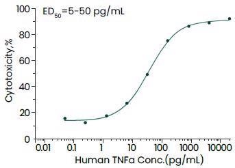 Cytotoxicity assay using L929 mouse fibrosarcoma cells in the presence of the metabolic inhibitor actinomycin D.
