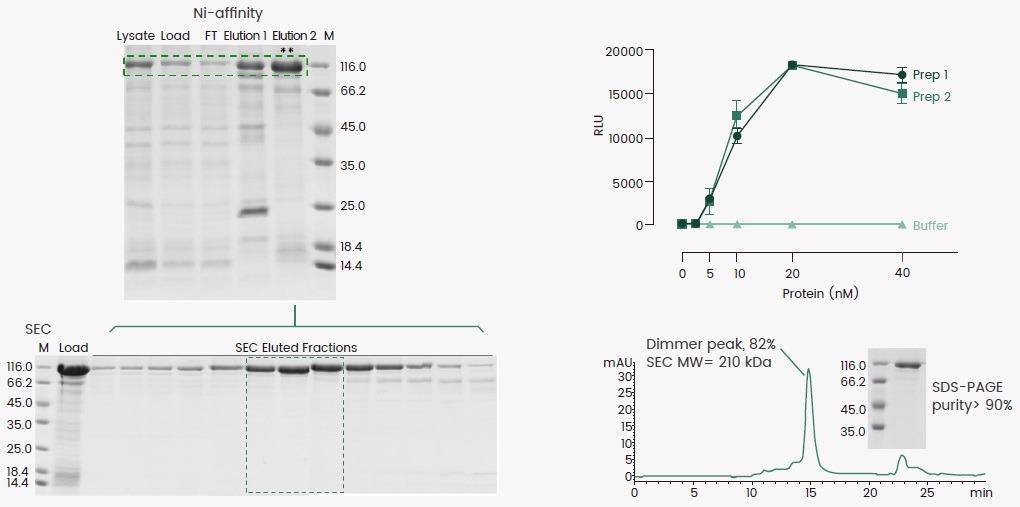 Expressing recombinant proteins with a baculovirus-insect cell system