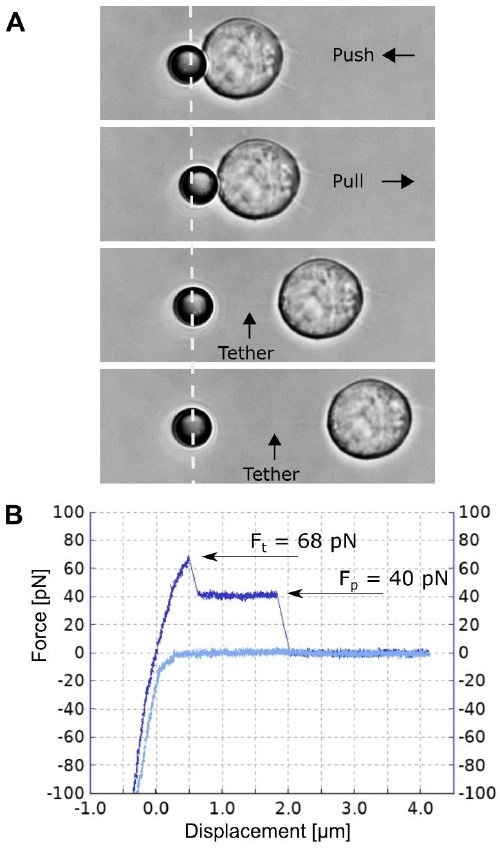 How to manipulate T-cell membrane tethers