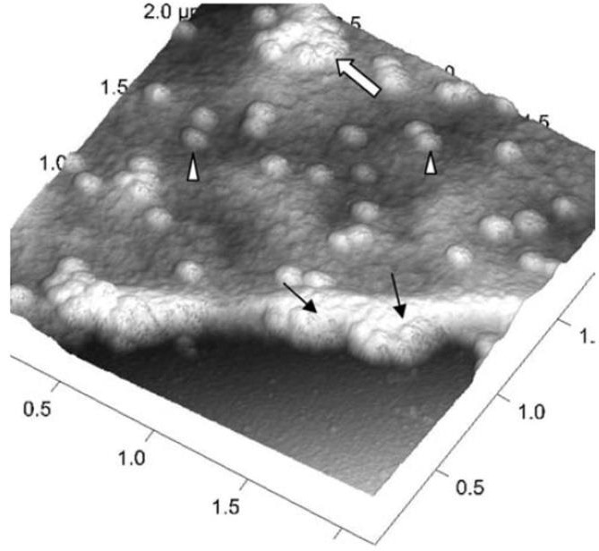 How AFM investigates Viruses