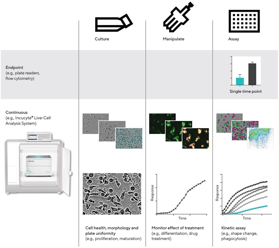 10 common applications of live cell analysis in immunology