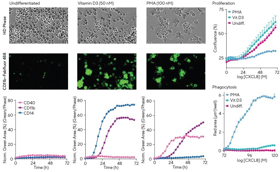 10 common applications of live cell analysis in immunology