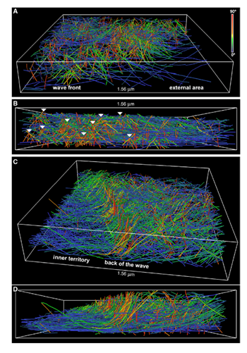 Rendering of actin filaments extracted from tomograms of actin waves showing tent-like arrays. A) View from the front of the wave; B) Side view of the wave; white arrows show tent-like arrays at different distances from the membrane C) Slanting and D) side views of the back of a wave; the tent-like arrays disappear when the wave has passed.