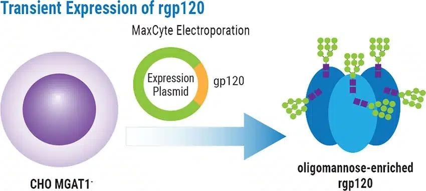 CHO cell CRISPR Engineering for enhancing HIV-1 vaccine efficacy