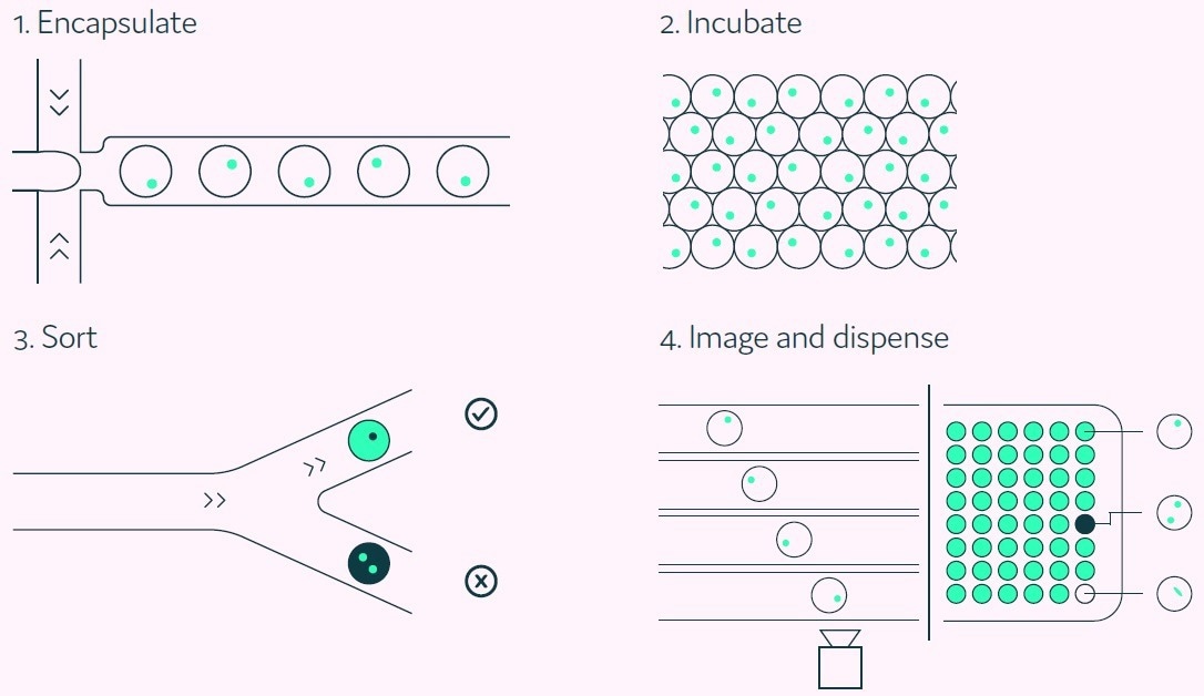 Introducing a high-throughput method for identifying rare cells from B cell repertoires and hybridoma fusions