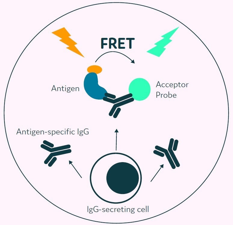 Introducing a high-throughput method for identifying rare cells from B cell repertoires and hybridoma fusions