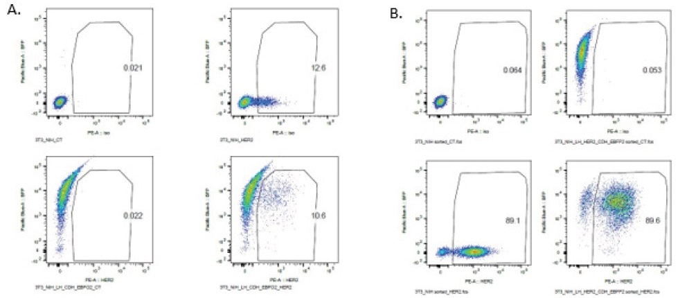 Identifying rare double positive clones