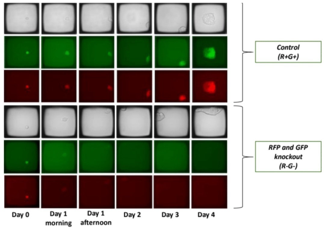 How to automate cloning for CRISPR workflows