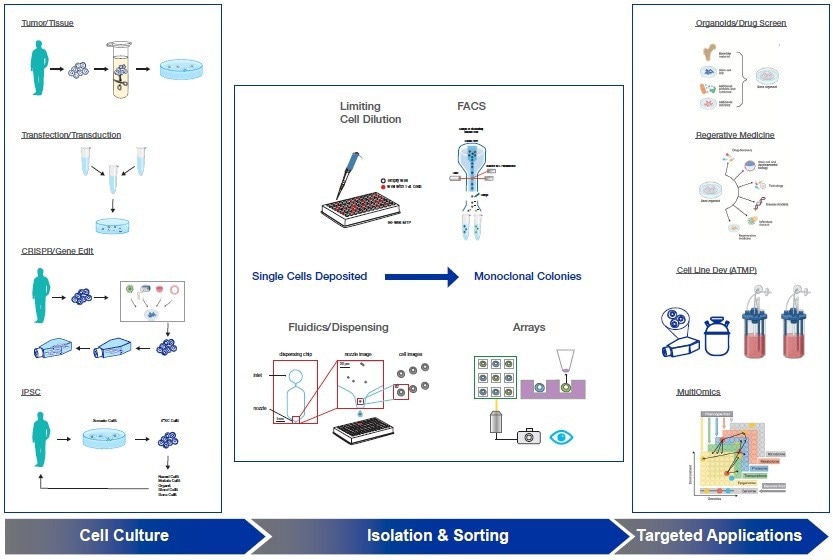 Challenges and opportunities in monoclonal cell lines