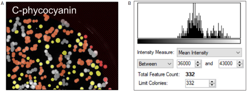 Fluorescent screening of G. sulphuraria colonies producing C-phycocyanin. (A) Representative fluorescent image of G.sulphuraria colonies expressing different levels of C-phycocyanin. The Red filter pair (Ex/Em: 628/692) was used. (B) Fluorescence histogram displayed as Mean Intensity.