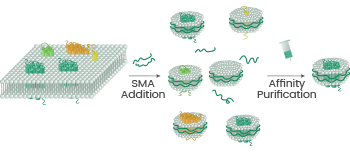 Exploring the significance of transmembrane protein expression for advancing science and medicine