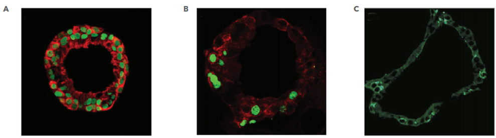 Characterization of Human Lung Organoids.
