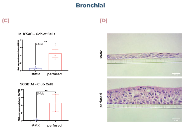 Alveolar and bronchial cells cultured in MPS display superior tissue formation and differentiate into physiologically relevant cell phenotypes. (A) Alveolar tissues were sectioned and visualised using H&E staining. (B) qPCR analysis of alveolar cultures expression of AQP5 (AT1 cells) or SFTPB (ATII cells). (C) qPCR analysis of bronchial cultures expression of MUC5AC (goblet cells) or SCGB1A1 (club cells). (D) Bronchial tissues were sectioned and visualised using H&E staining. Scale bar, 50 μm.