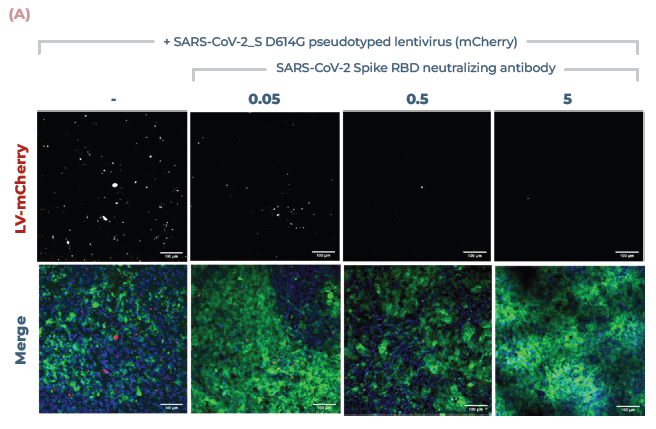 Lung MPS predict efficacy of COVID-19 neutralising antibodies. (A) Alveolar cultures were incubated with increasing concentrations of monoclonal antibody against the Spike RBD (0.05, 0.5, 5 μg/ml), before being infected using pseudotyped lentivirus expressing SARS-CoV-2 Spike (D614G) protein. Cultures were incubated for 48 hr before being fixed and stained for actin (green), DNA (blue) and mCherry (red). Scale bar, 100 μm. (B) Number of infection foci per image (10 images/condition)