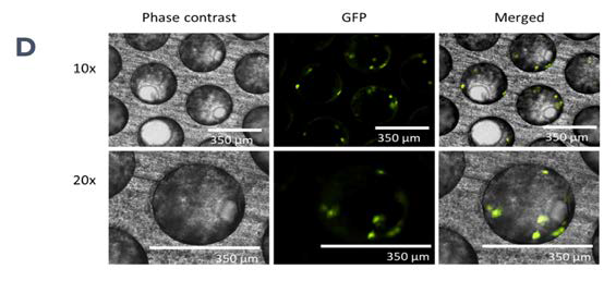 The PhysioMimix OOC enables the generation of 3D human liver microtissues, functional for up to four weeks. A) The liver in vitro model is generated by the PhysioMimix OOC Microphysiological System, which uses open well-plates designed for the culture of primary liver cells in 3D in an engineered scaffold. B) Schematic representation of a PhysioMimix Multi-chip Liver plate, which features an open-well design for the coculture of PHHs and HKCs in 3D on an engineered scaffold. C) Cross-section of a well indicating the scaffold and fluidic flow perfusion of 3D liver microtissues by micropumps. D) Phase contrast microscopy (10x and 20x) and immunofluorescence (IF) labeling of 3D liver microtissues generated by coculturing PHHs and HKCs in the Liver MPS for assessing DILI. To visualize the HKCs, prior to seeding HKCs were transduced with an adenoviral vector expressing eGFP. Representative photomicrographs are shown. The transduction and imaging were performed as a standalone experiment to demonstrate cell localization. HKCs cells are pre-validated in-house prior to use in experimental cell culture, and must have low levels of post-thaw activation; this is assessed by measuring biomarkers IL-6 and TNF-α.