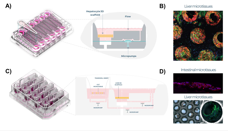 Liver MPS and intestine liver MPS set up. A) Liver MPS designed for PhysioMimix™ OOC system, uses open well plates (PhysioMimix™ MPS-LC12 plate) for the culture of primary liver cells in a 3D engineered scaffold, with 12 replicates per plate. Schematic representation of each replicate shown. B) Highly functional 3D liver microtissue formed over time within embedded scaffolds (IF staining: red - albumin, green - cytoskeleton). C) Intestine-liver MPS (Dual-organ MPS-TL6 PhysioMimix™ plate) with six replicates per plate and fluidic link between the liver and intestine MPS, schematic representation shown of replicate. D) Intestinal microtissues cultured on Transwell® inserts (IF staining: red - ZO-1 and liver microtissues (equivalent to those cultured in the liver MPS) were cultured in the Dual-organ MPS.