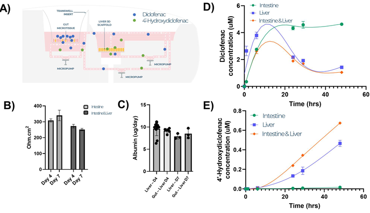 Intestine liver multi organ MPS mimics the human gut liver axis and enables inter organ crosstalk and first pass metabolism studies. Intestinal and liver microtissues were co cultured in the Dual-Organ plate for seven days and dosed with Diclofenac (10 µM) in the apical compartment of the intestine MPS (to mimic an oral dose) and cultured for 48 hours. A) Schematic representation of transfer of diclofenac and its primary metabolite between the two tissue models. B) TEER measurements of intestinal culture, C) albumin production by liver culture. Concentration of diclofenac (D) and its primary metabolite 4-hydroydiclofenac (E) were measured by LC-MS in the circulating medium across time, demonstrating drug absorption and metabolism in the same linked MPS platform The MPS was run with single organ and multi-organ set-ups for comparison All data shown is a minimum of three biological replicates and shown as mean ± SD.