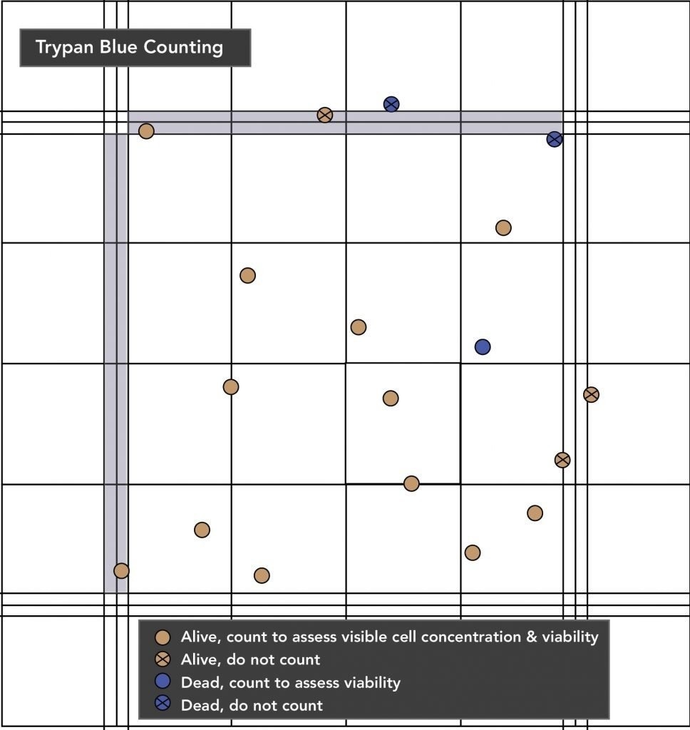 Successful hepatocyte handling: What do you need to know?