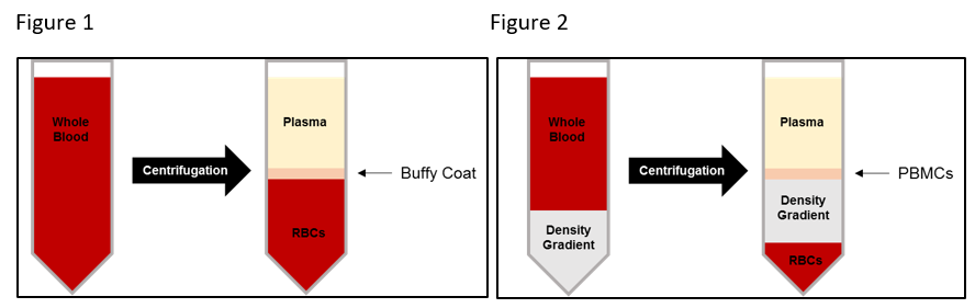 What differentiates a buffy coat from PBMCs?