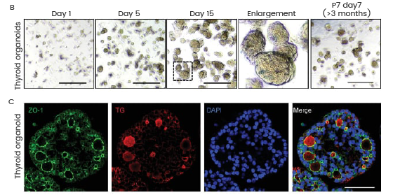 (B) Time point brightfield images of human fetal thyroid organoids. (C) Immunofluorescence double‐labeled human fetal thyroid organoid.