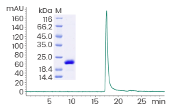 ≥ 95% as determined by SDS-PAGE and SEC-HPLC.