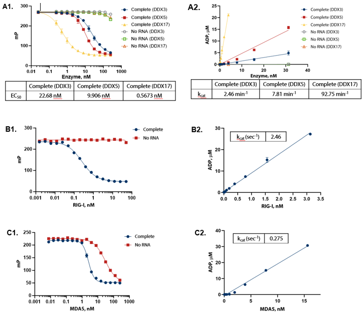 ADP formation shows linear response to enzyme concentration and strict dependence on RNA. (A1) DDX enzymes were titrated in the presence of 100 µM ATP and 1 mg/mL of yeast RNA in Enzyme Assay Buffer D (50 mM Tris (pH 7.5), 2 mM MgCl2 , 0.01% Triton) at 30 °C for one hour. (A2) Conversion of raw data to ADP using standard curves demonstrates that ADP formation is linear with enzyme. (B1) RIG-I (full length) was titrated in the presence of 100 µM ATP (sub-Km concentration) and 0.2 ng/μL 5’ppp dsRNA in Enzyme Assay Buffer C (50 mM Tris (pH 7.5), 50 mM NaCl, 2.5 mM MgCl2 , 0.01% Brij) with 5 mM DTT at 30 °C for one hour. (B2) Conversion of raw data to ADP using standard curves demonstrates that ADP formation is linear with enzyme. (C1) MDA5 (aa 299-1025) was titrated in the presence of 100 μM ATP (sub-Km concentration) and 10 ng/μL Poly(I:C) dsRNA in Enzyme Assay Buffer C (50 mM Tris (pH 7.5), 50 mM NaCl, 2.5 mM MgCl2 , 0.01% Brij) with 5 mM DTT and 1.25 mM MnCl2 at 30 °C for two hours. (C2) Conversion of raw data to ADP using standard curves demonstrates that ADP formation is linear with enzyme.