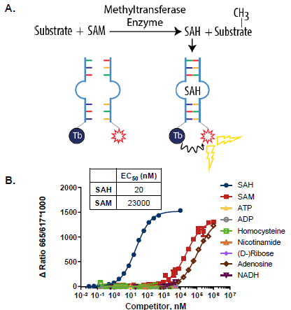 AptaFluor SAH Methyltransferase Assay Principle: A. SAH-driven assembly of a split aptamer allows FRET between a Terbium chelate donor and a DyLight 650 acceptor. B. Selectivity analysis. The modified SAH riboswitch discriminates between SAH and related nucleotides, including SAM, which differs by a single methyl group. This makes unambiguous detection of SAH possible in the presence of excess SAM.