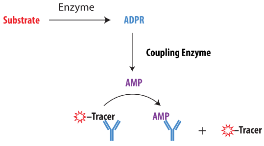 Schematic Overview of the Transcreener ADPR Assay. ADPR produced by the target enzyme is converted to AMP by a coupling enzyme. AMP displaces an AlexaFluor® 633 tracer from the AMP2/GMP2 antibody, resulting in decreased fluorescence polarization