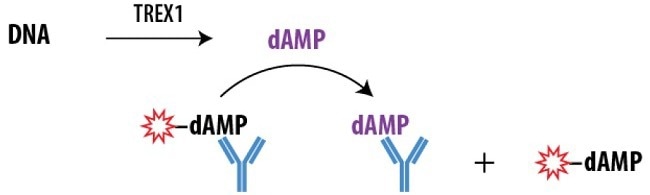 Schematic Overview of the Transcreener dAMP FP Assay. The Transcreener dAMP Detection Mixture contains a dAMP AlexaFluor® 633 tracer bound to a dAMP antibody. dAMP produced by the TREX1 enzyme displaces the tracer, which rotates freely, causing a decrease in the FP observe.