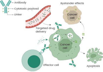 Mechanisms of Antibody-Drug Conjugates (ADCs) to selectively kill cancer cells. DOI: 10.1038/s41392-022-00947-7