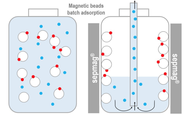 Magnetic beads separation process. The magnetic beads coated with a ligand capture the target molecule. Once the suspension is introduced in a magnetic separator, the magnetic beads (with the captured target molecule) are immobilized in seconds and the supernatant can be completely removed.