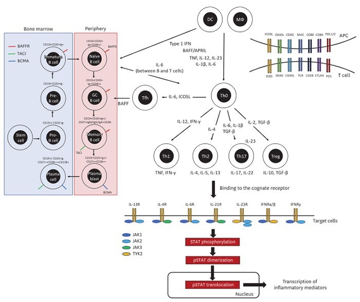 Key therapeutic targets in the pathogenesis of autoimmune diseases