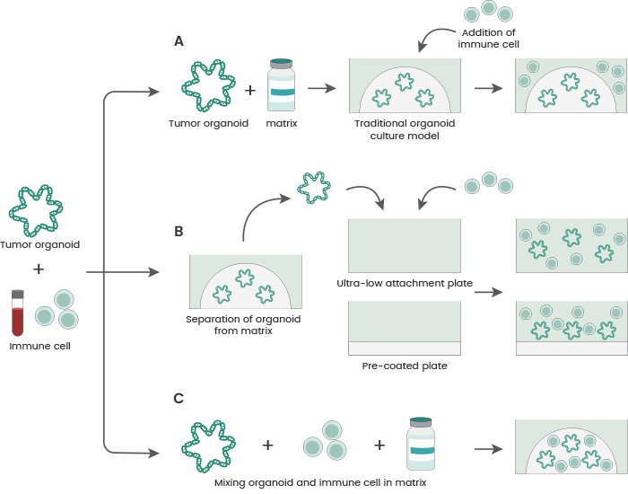 Co-culture methods for tumor organoids and immune cells.
