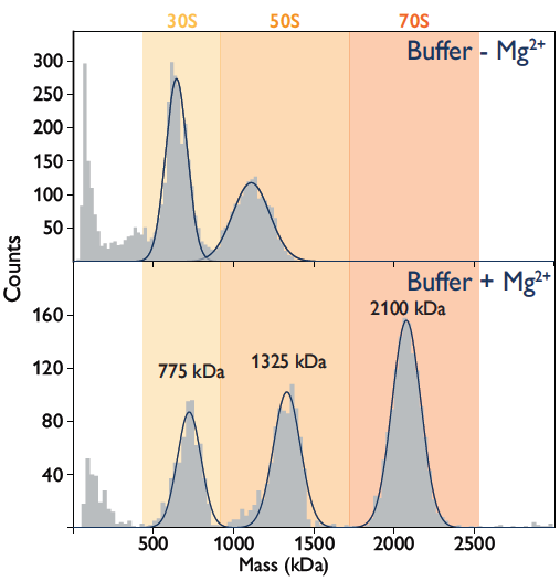 The assembly of bacterial ribosomal complexes monitored.