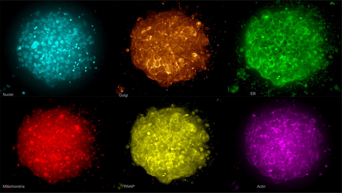The Cell Painting assay modified for 3D spheroids. Spheroids were labeled with phalloidin, MitoTracker, WGA, SYTO 14, concanavalin A and Hoechst 33342. Shown here is an example image of a control spheroid (maximum projection).