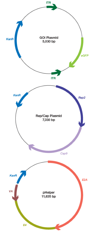 Vector genome maps for plasmids used in the AAV triple plasmid transfection assay. AAV, adeno-associated viruses; eGFP, enhanced green fluorescent protein; GOI, gene of interest; ITR, inverted terminal repeat