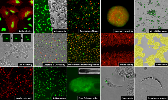 Discover live cell imaging