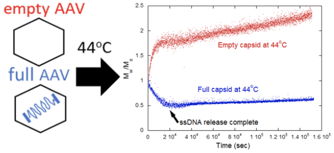Normalized molecular weight Mw/M0 vs Time s for full and empty AAV capsids at 44 °C 3