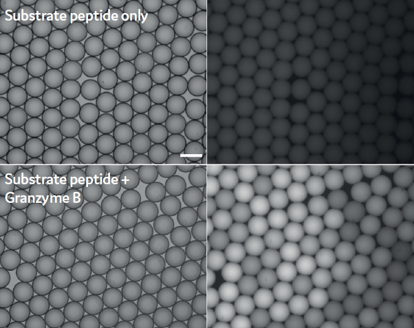 Detection of Granzyme B activity in picodroplets using a fluorogenic 5-FAM/ QXL®-520 substrate peptide. Brightfield (left side) and Fluorescence micrographs (right side) 2 h post generation. Scale bar: 100 μm