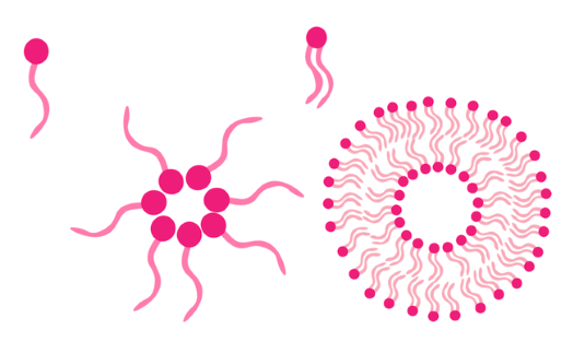 A single chain amphiphilic molecule and micelle on the left, dual chain amphiphilic molecule and liposome on the right