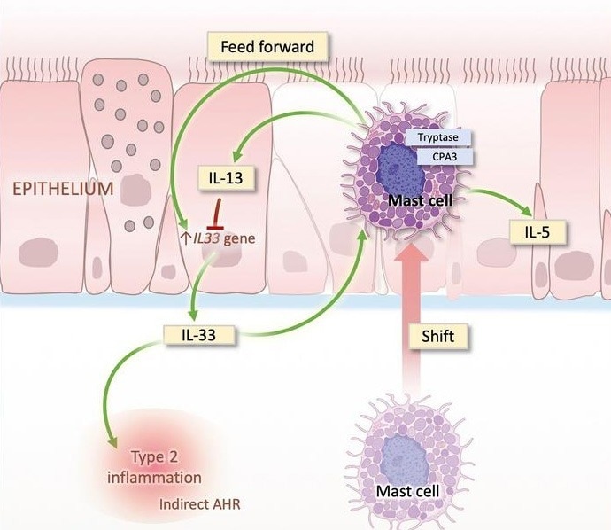 Airway epithelium–shifted mast cell infiltration regulates asthmatic inflammation via IL-33 signaling