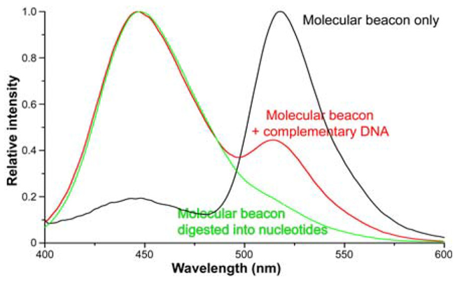 Emission spectra (λexc = 350 nm) of: (black) 100 pM ssDNA only; (red) 100 nM ssDNA hybridized with 500 nM cDNA; and (green) ssDNA hydrolyzed by deoxyribonuclease I. Spectra are normalized to the fluorophore λem (447 nm). The 447-nm peak’s height increases relative to the 518 nm quencher peak as fluorophore and quencher separate. Data from Dr. Weihong Tan, University of Florida
