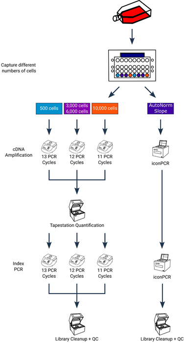 Experimental design showing critical workflow differences. Following cell capture and preamplification, the cDNA going through the standard workflow (left side) was run across 3 different PCR runs, in accordance with the standard PCR cycling conditions. Following cDNA amplification each sample was quantified in order to determine the appropriate number of cycles for index PCR and amplified accordingly. For cDNA amplification on iconPCR (right side), all 8 samples were run together on a single instrument using the slope method of AutoNorm. Following cDNA amplification, samples were again run together using the slope method of AutoNorm for index PCR. Following cleanup and QC all libraries were pooled for sequencin