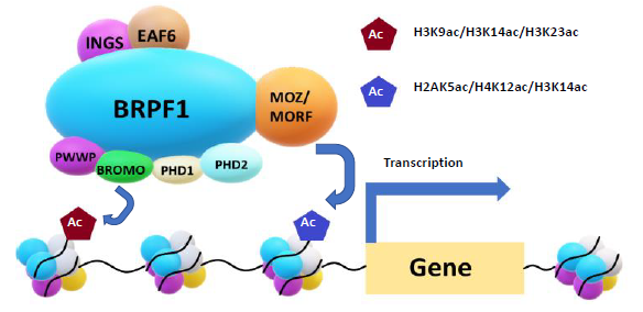The BRPF1/MOZ/MORF protein-protein interaction complex