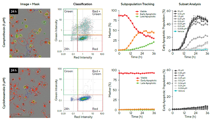 Investigation of Cell Health of Subpopulations of Cells Following Different Compound Treatments