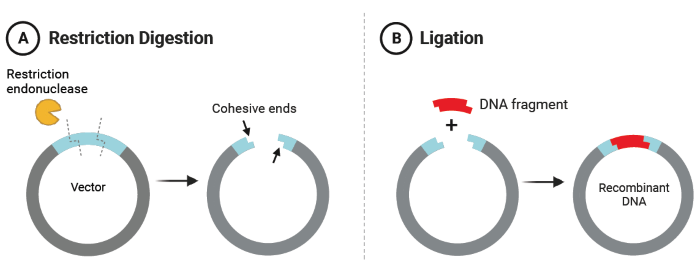 A) Restriction digestion of a vector with an endonuclease to produce cohesive ends for complementary binding with a DNA fragment containing a gene of interest. B) Ligation of the digested DNA fragment and vector to produce recombinant DNA. Figure created with BioRender.com