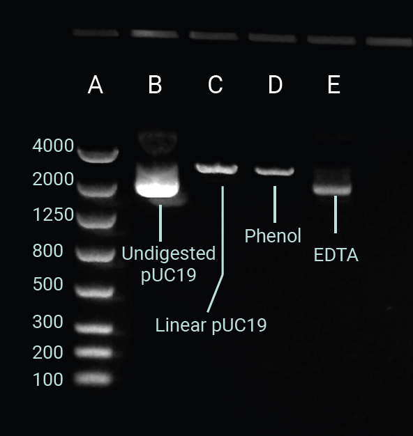 Gel electrophoresis image capture of supercoiled, undigested pUC19 (Lane B); linear pUC19 digested with HindIII (Lane C); pUC19 spiked with phenol (150 ppm) and HindIII digested (Lane D); pUC19 spiked with EDTA (20 mM) and HindIII digested (Lane E). Ran on a 1.2 % agarose gel. Ladder in Lane A displayed as base pairs