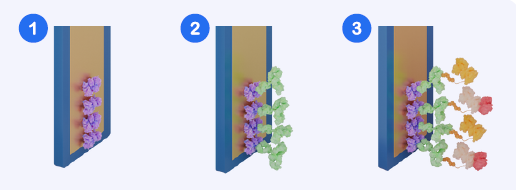 Assay Workflow Schematic