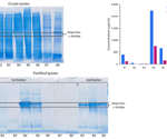 Fast his-tag protein screening directly from crude lysates