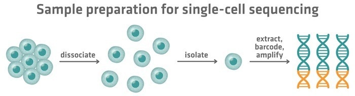 Steps in single-cell sequencing: tissues are dissociated into individual cells, cells are isolated, and their genetic material is extracted, barcoded and amplified for analysis